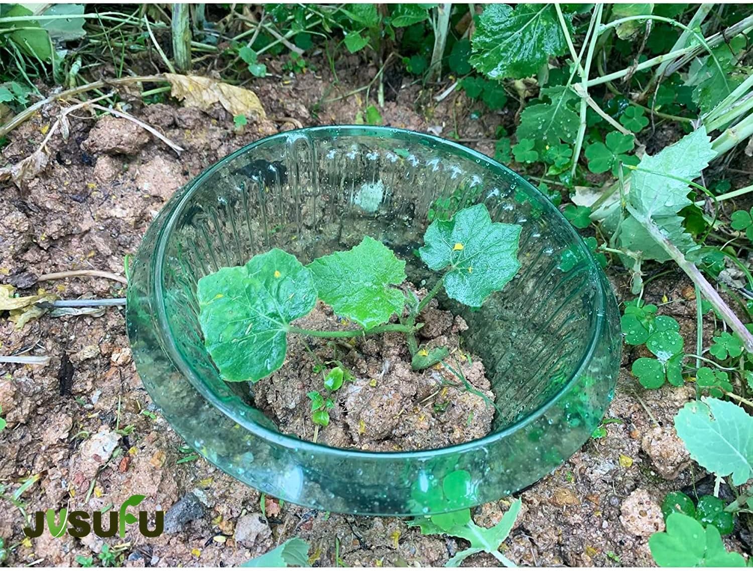 1/30 adet Bitkiler Sümüklüböce - Plant Parents incelemesi ve fiyatı