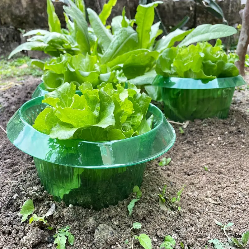 Bitkiler Sümüklüböcek Koruma H - Plant Parents incelemesi ve fiyatı