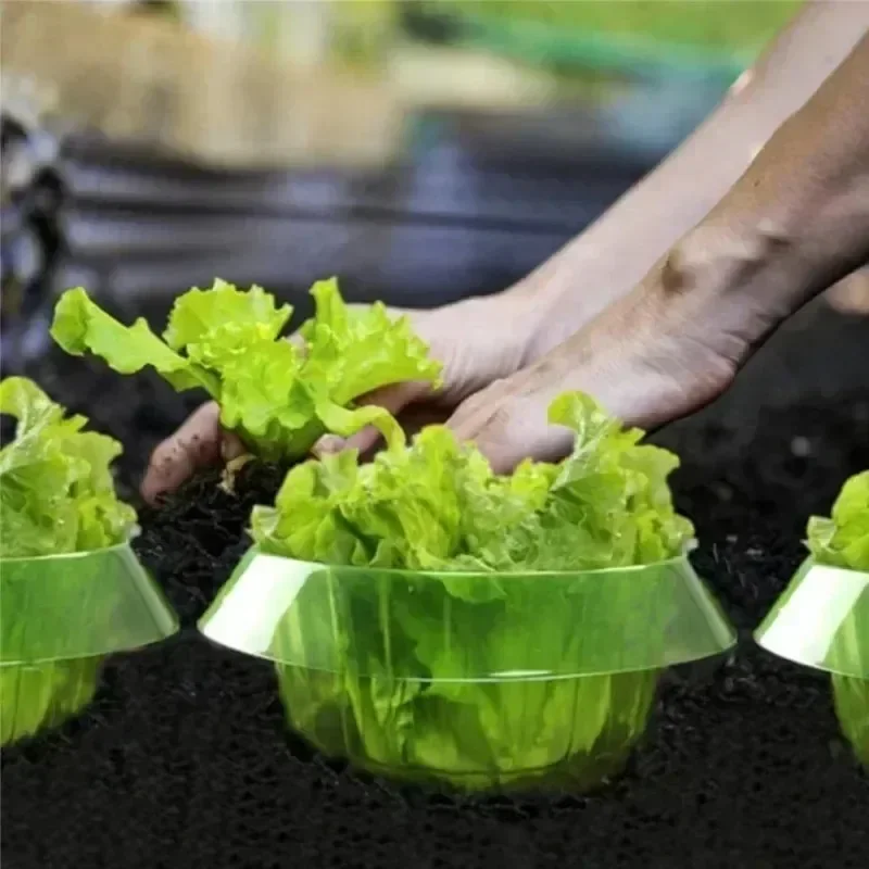 Bitkiler Sümüklüböcek Koruma H - Plant Parents incelemesi ve fiyatı