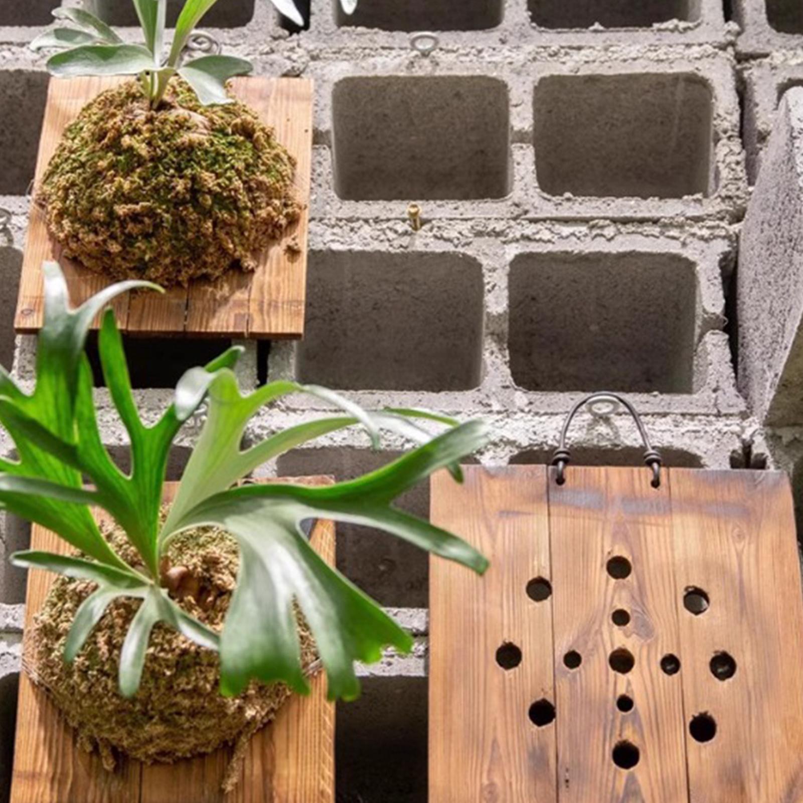 Staghorn Fern Duvar Montaj Pan - Plant Parents incelemesi ve fiyatı